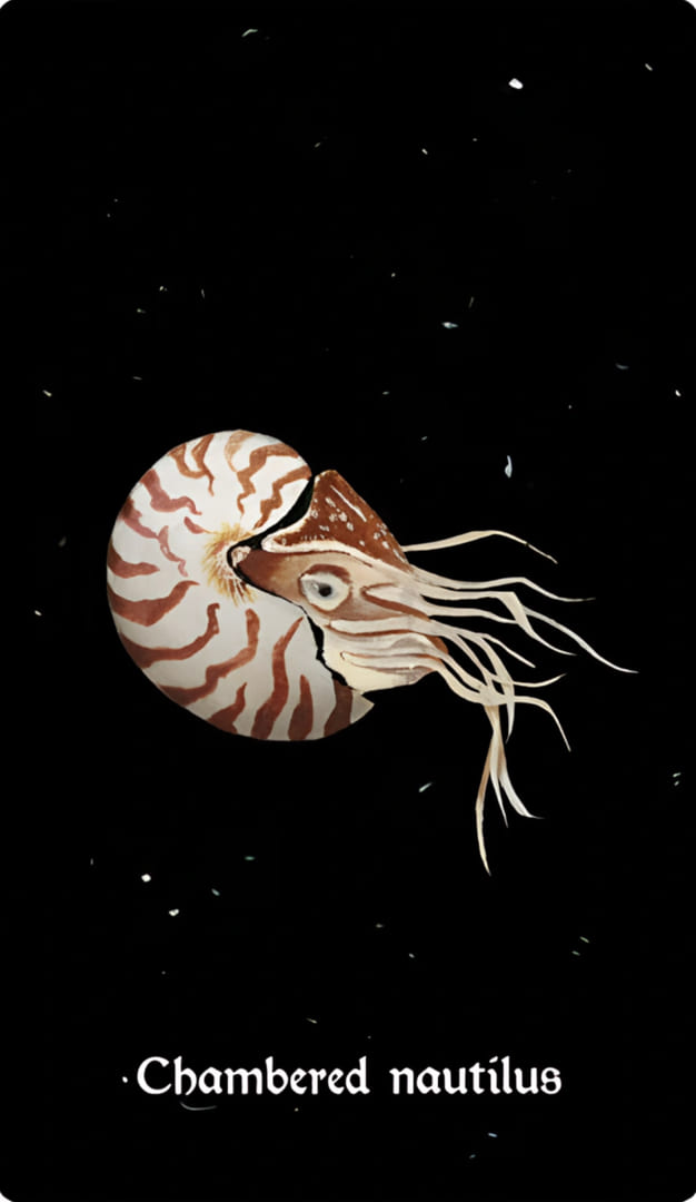 Chambered Nautilus — Nocturna Oracle
