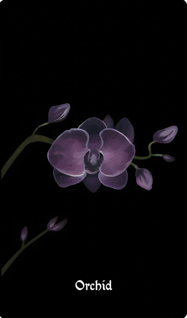 Orchid — Nocturna Oracle