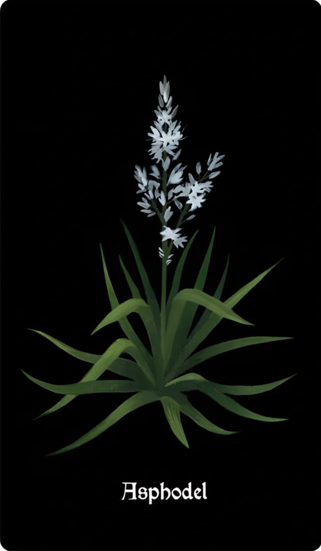Asphodel — Nocturna Oracle