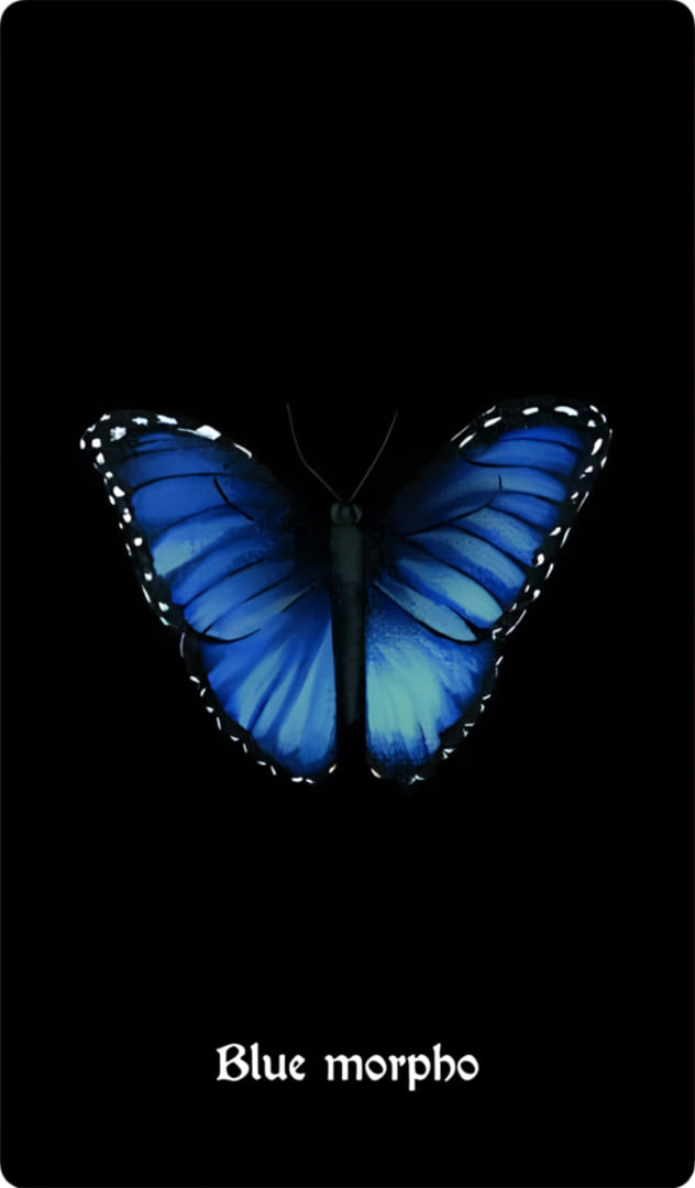 Blue Morpho — Nocturna Oracle