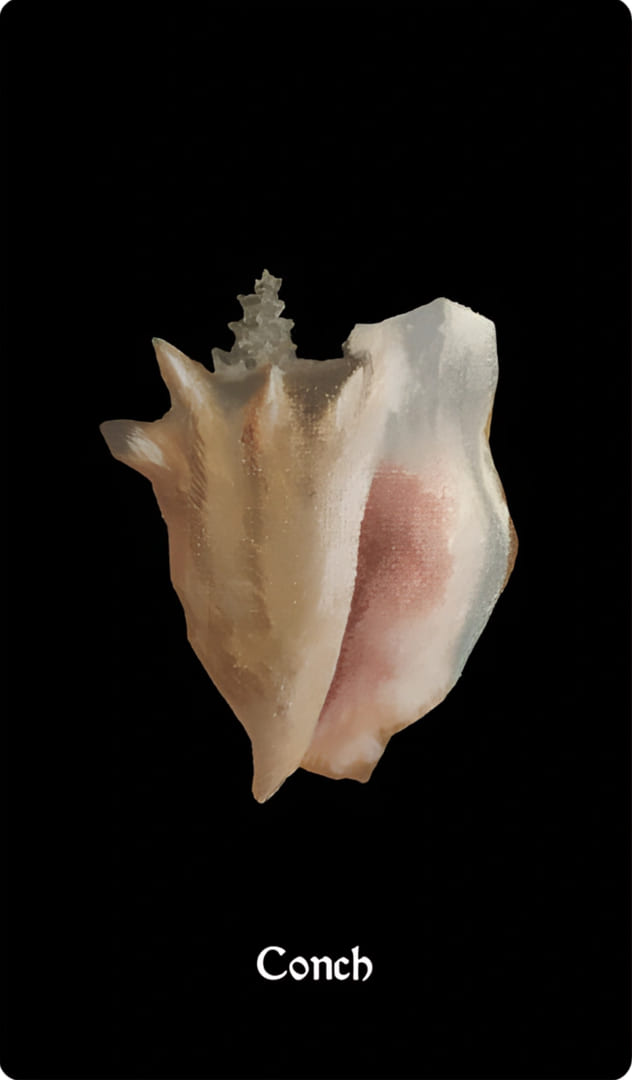Conch — Nocturna Oracle