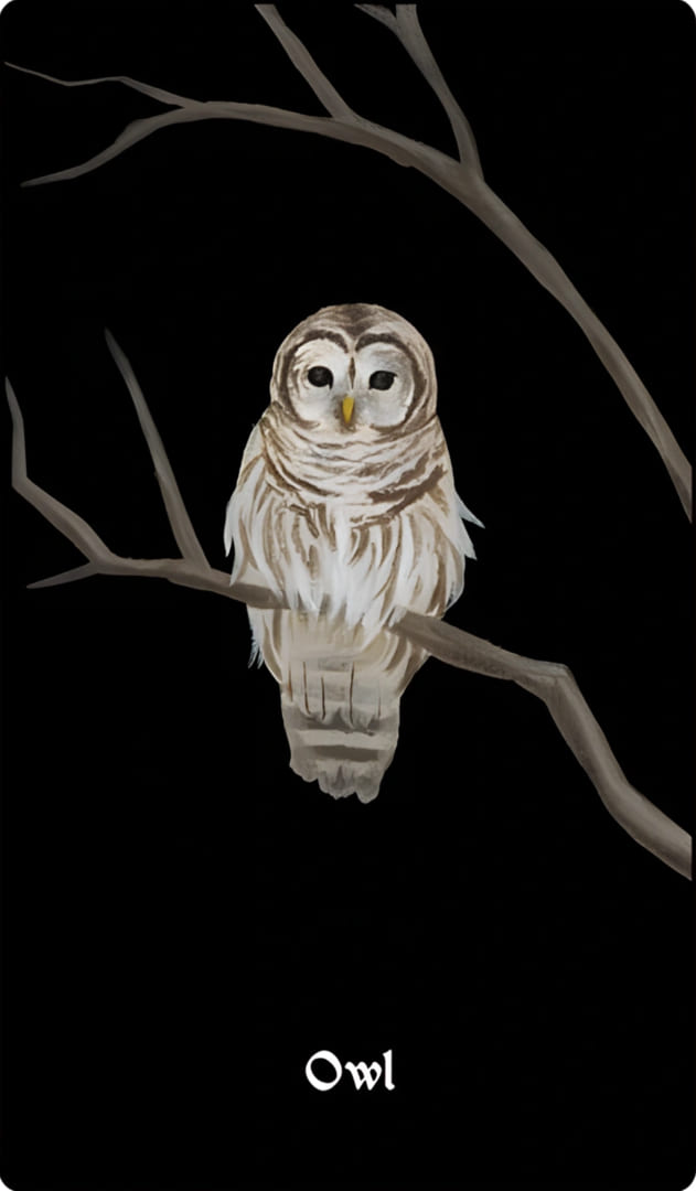 Owl — Nocturna Oracle