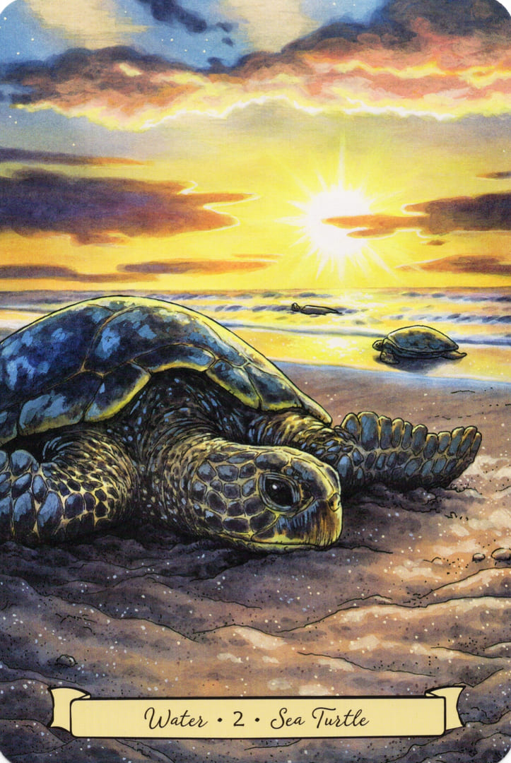 2 Sea Turtle (Water) — Everyday Witch's Familiars Oracle