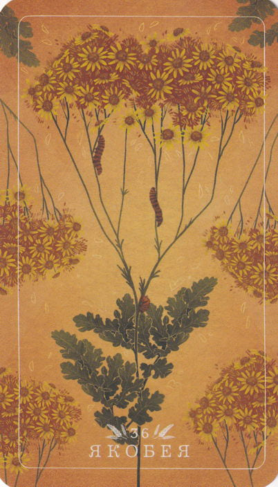 35 Ragwort — Seed and Sickle Oracle