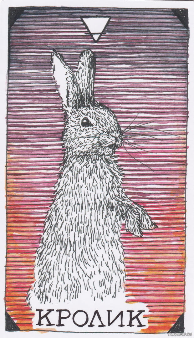 4 Conejo (Tierra) — The Wild Unknown Animal Spirit