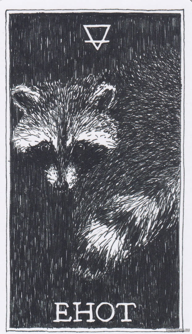 5 Mapache (Tierra) — The Wild Unknown Animal Spirit