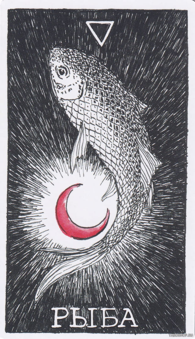 3 Fish (Water) — Wild Unknown Animal Spirit Card Meanings