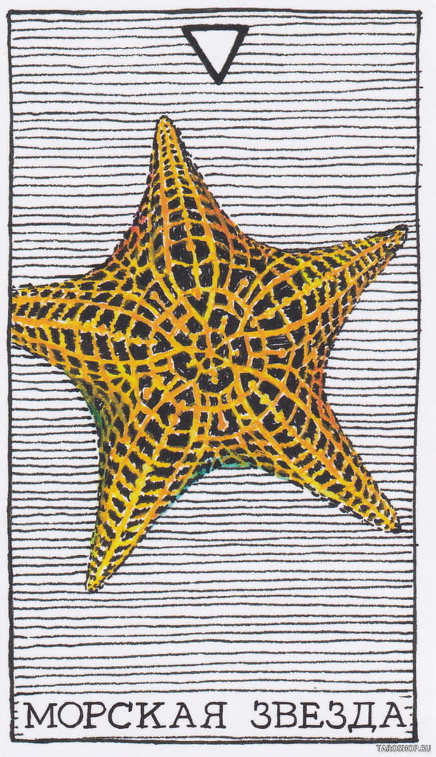 4 Sea Star (Water) — Wild Unknown Animal Spirit Card Meanings