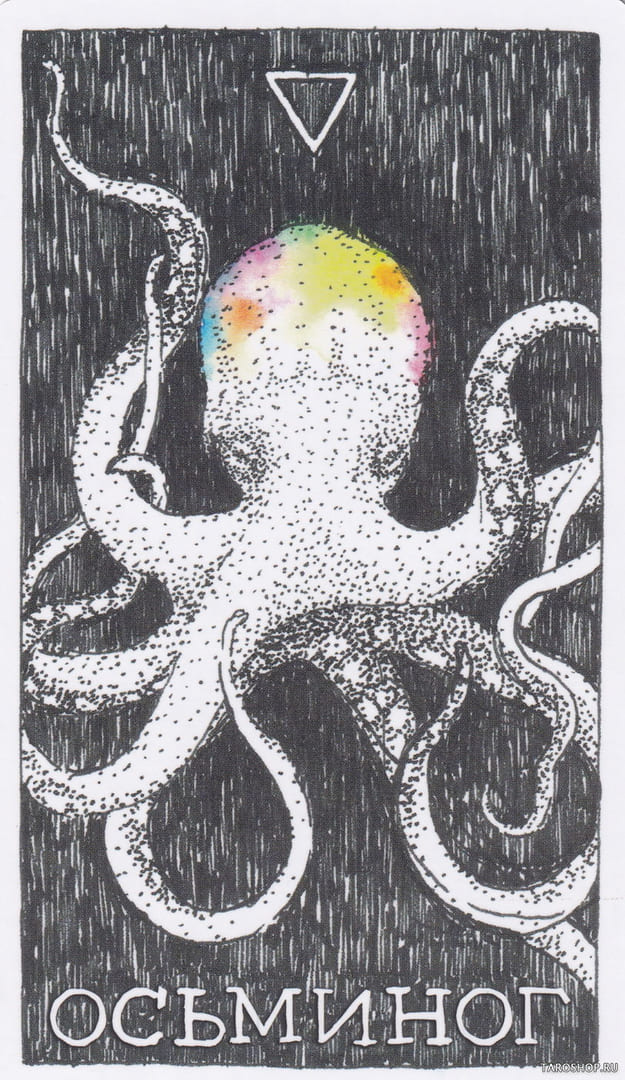 5 Octopus (Water) — Wild Unknown Animal Spirit Card Meanings