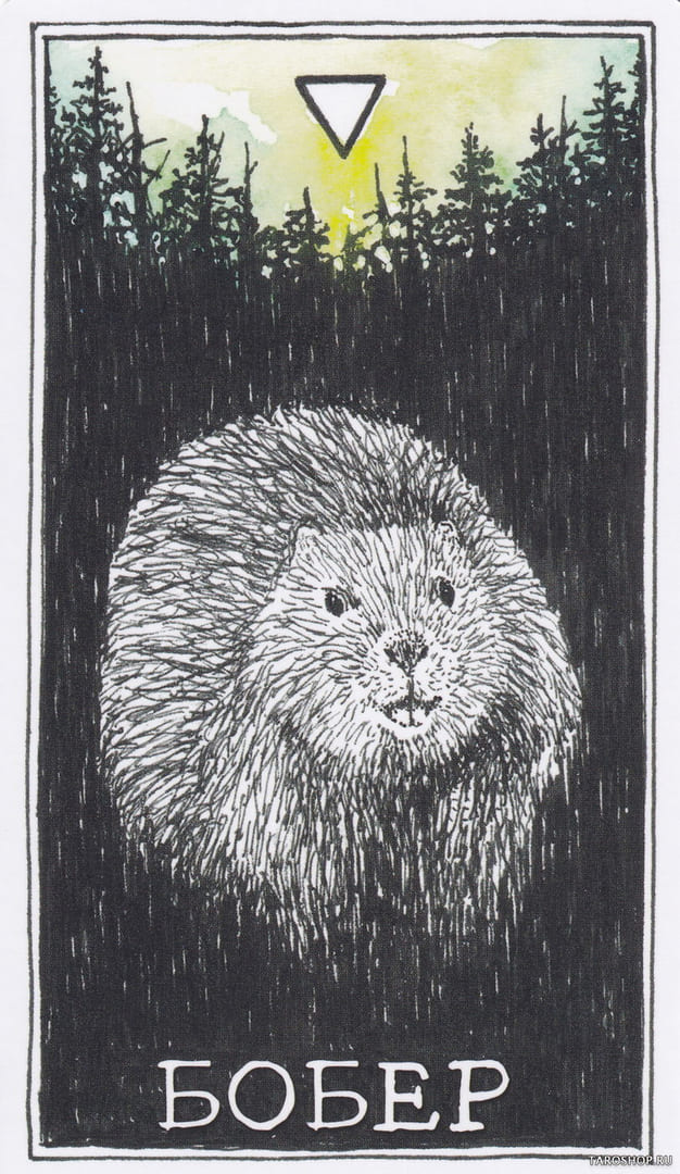 6 Castor (Agua) — The Wild Unknown Animal Spirit