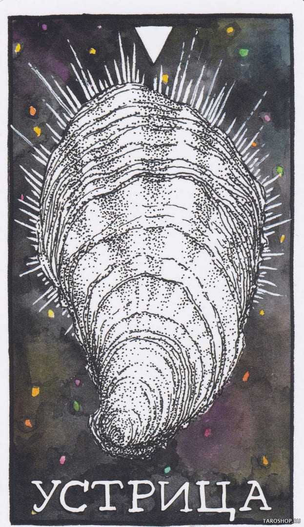 7 Oyster (Water) — Wild Unknown Animal Spirit Card Meanings