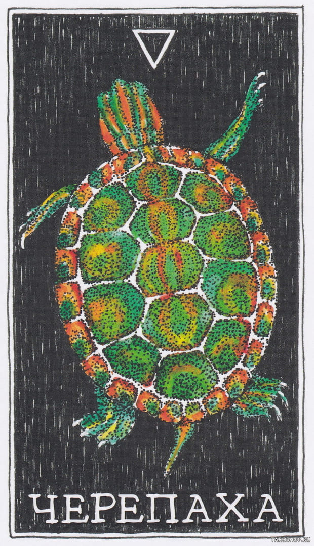 8 Turtle (Water) — Wild Unknown Animal Spirit Card Meanings