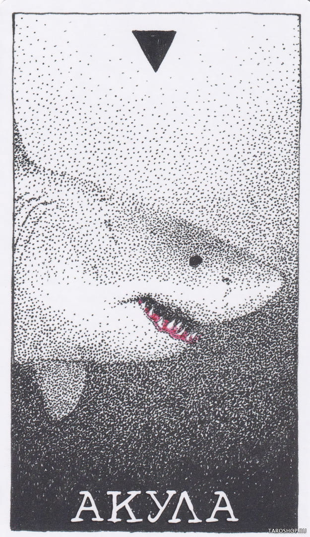 11 Tiburón (Agua) — The Wild Unknown Animal Spirit