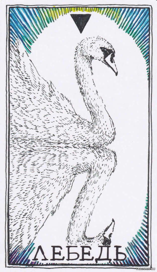 12 Cisne (Agua) — The Wild Unknown Animal Spirit