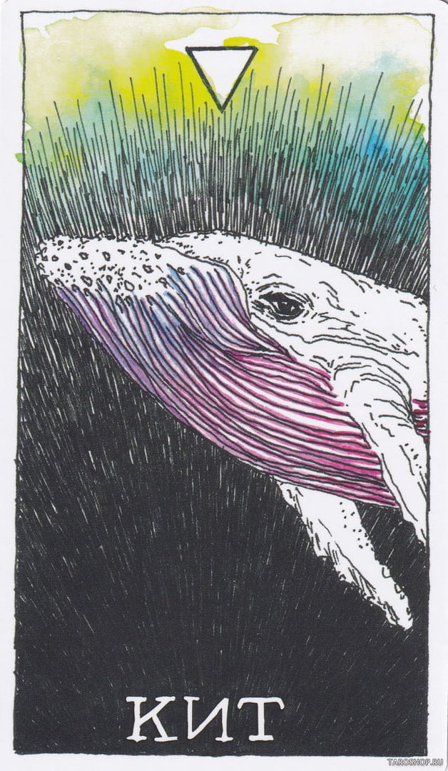 14 Whale (Water) — Wild Unknown Animal Spirit Card Meanings