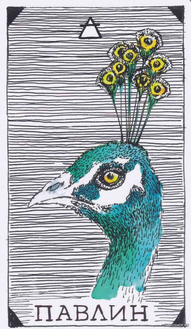 12 Pavo Real (Aire) — The Wild Unknown Animal Spirit