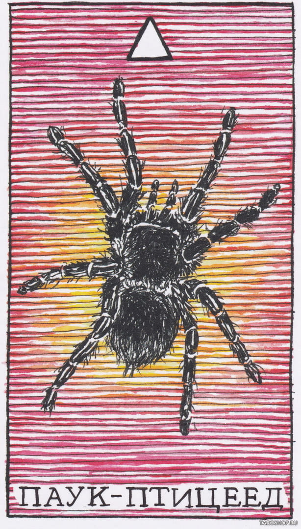 6 Tarantula (Fire) — Wild Unknown Animal Spirit Card Meanings