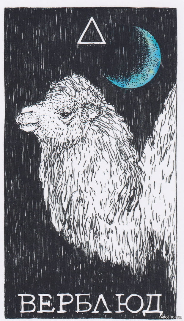 7 Camello (Fuego) — The Wild Unknown Animal Spirit