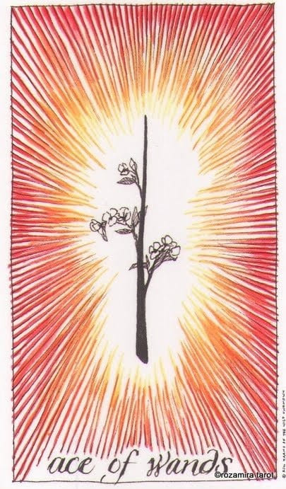 Ace of Wands — The Wild Unknown Tarot