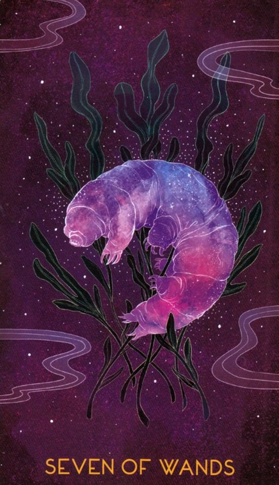 Seven of Wands — Oriens Animal Tarot